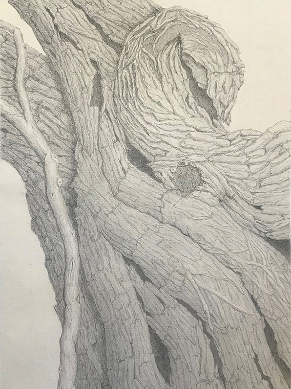 Kathy Strauss drawing, Mourning Tree