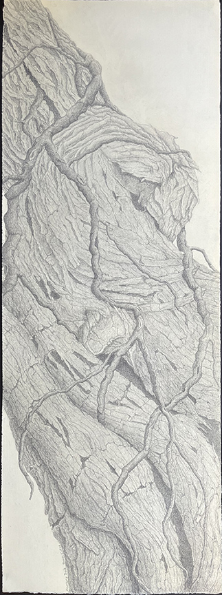 Kathy Strauss drawing, Mourning Tree 3
