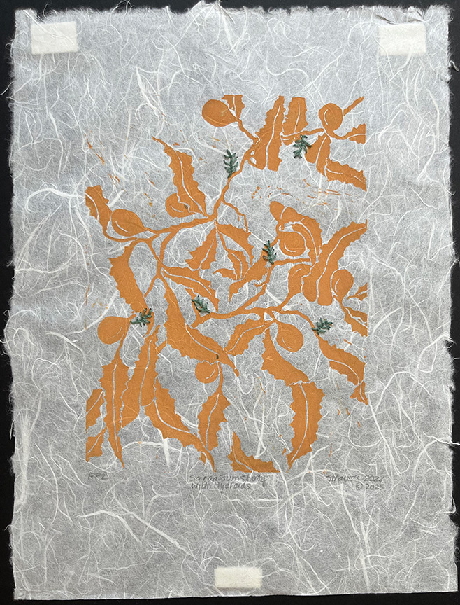 Kathy Strauss print, Sargassum Study with Hydroids