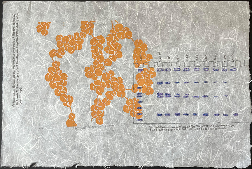 Kathy Strauss print, White Oak Catkins, DNA Separation